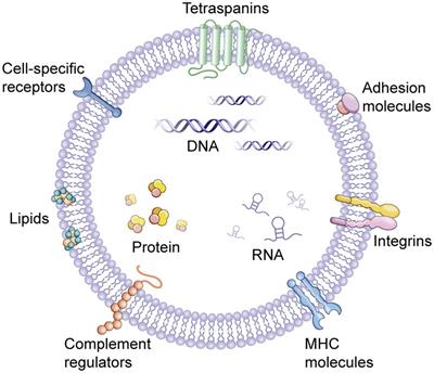 Extracellular Vesicles as Carriers of Non-coding RNAs in Liver Diseases